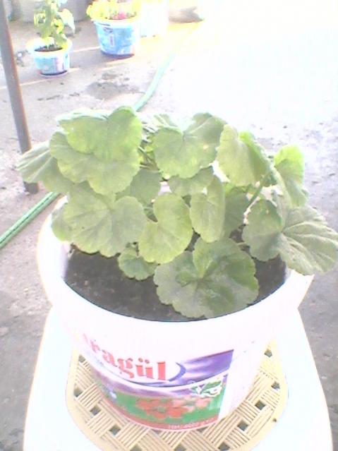 Name:  Fotoraf0123.jpg
Views: 1163
Size:  35.5 KB