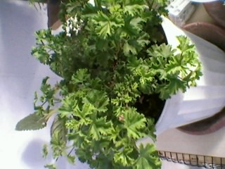Name:  Fotoraf0185.jpg
Views: 1131
Size:  32.4 KB
