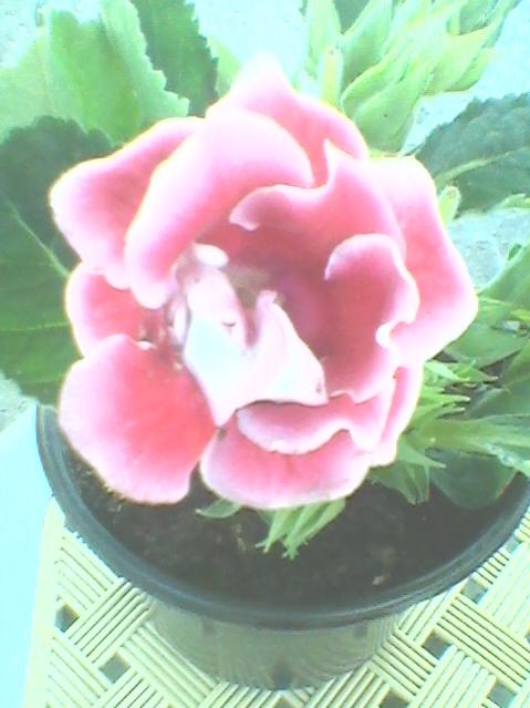 Name:  Fotoraf0111.jpg
Views: 1257
Size:  38.2 KB