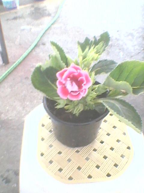 Name:  Fotoraf0112.jpg
Views: 1181
Size:  32.8 KB