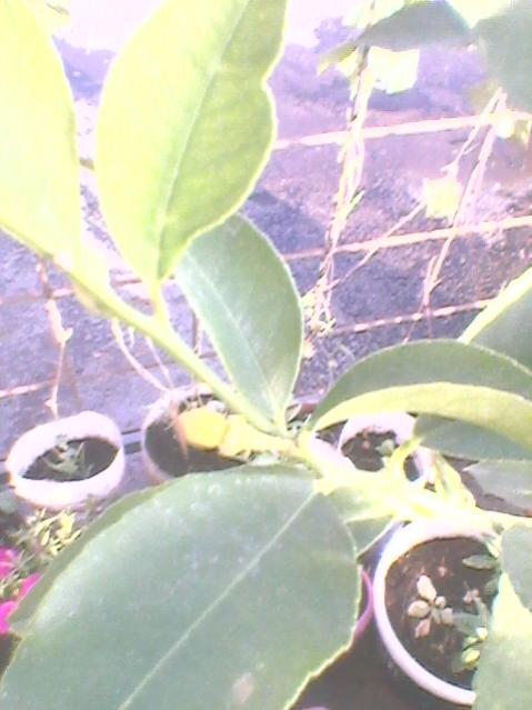 Name:  Fotoraf0114.jpg
Views: 1117
Size:  38.4 KB