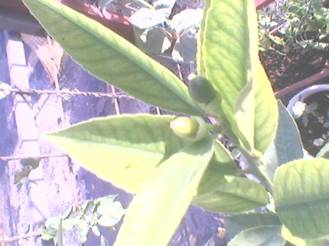 Name:  Fotoraf0115.jpg
Views: 1289
Size:  44.8 KB