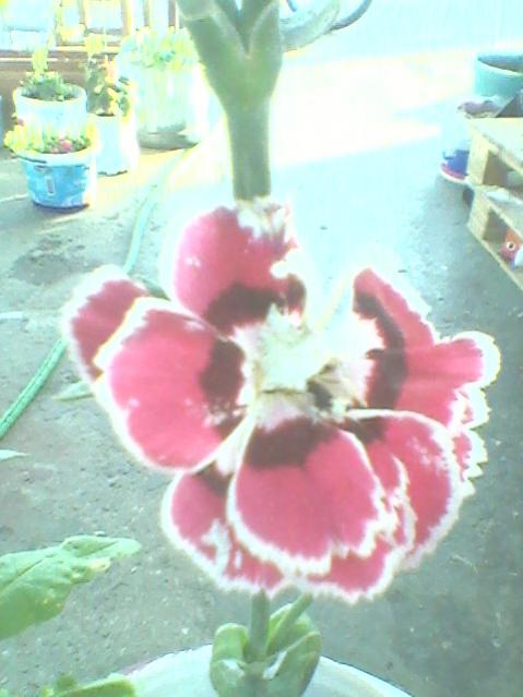 Name:  Fotoraf0120.jpg
Views: 1189
Size:  37.2 KB