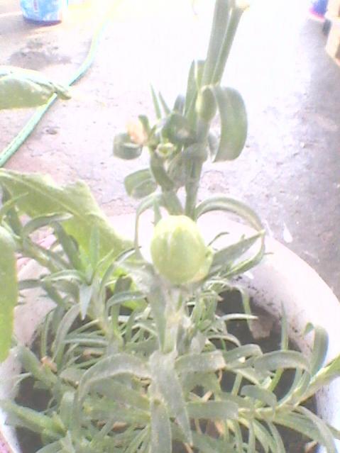 Name:  Fotoraf0121.jpg
Views: 1136
Size:  37.4 KB