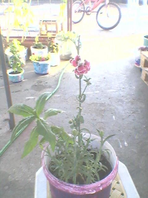 Name:  Fotoraf0122.jpg
Views: 1153
Size:  40.6 KB