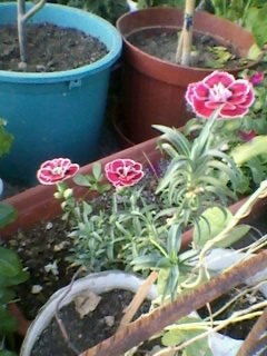 Name:  Fotoraf0205.jpg
Views: 1099
Size:  32.3 KB