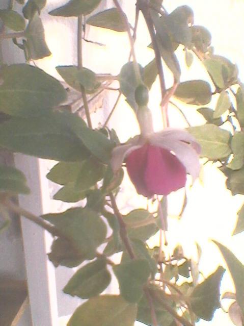 Name:  Fotoraf0128.jpg
Views: 1665
Size:  35.2 KB