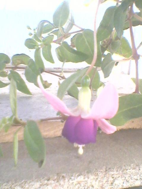 Name:  Fotoraf0130.jpg
Views: 864
Size:  33.7 KB