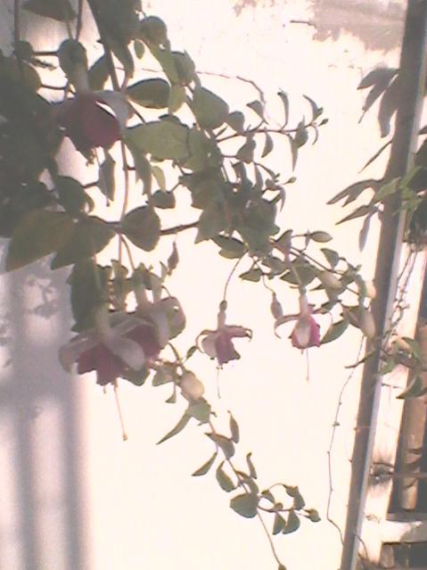 Name:  Fotoraf0129.jpg
Views: 1139
Size:  40.0 KB
