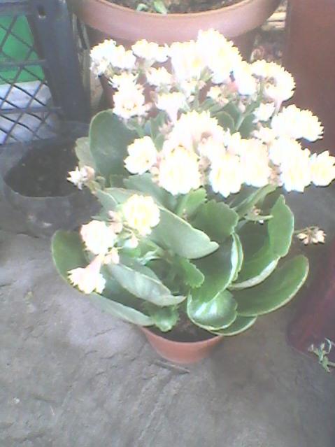 Name:  Fotoraf0131.jpg
Views: 1250
Size:  37.0 KB