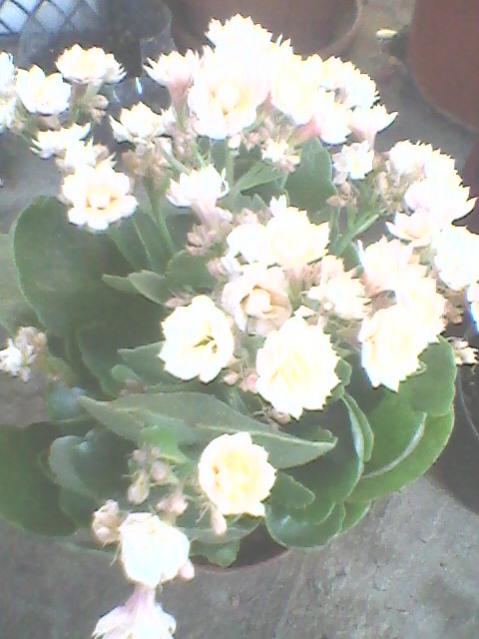 Name:  Fotoraf0132.jpg
Views: 1187
Size:  39.1 KB