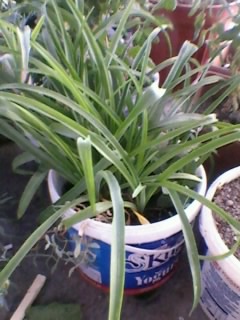 Name:  Fotoraf0190.jpg
Views: 1226
Size:  32.3 KB