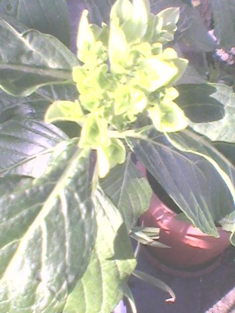 Name:  Fotoraf0113.jpg
Views: 1193
Size:  41.8 KB