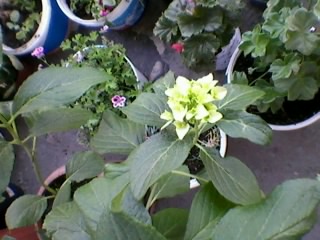 Name:  Fotoraf0142.jpg
Views: 1106
Size:  32.2 KB