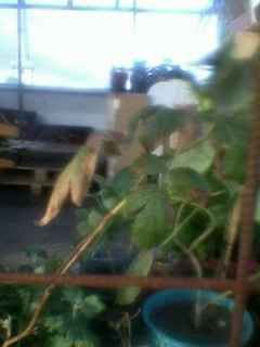 Name:  Fotoraf0178.jpg
Views: 1079
Size:  18.9 KB