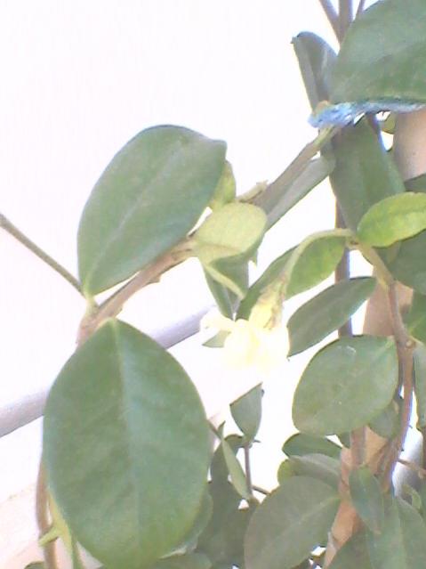 Name:  Fotoraf0099.jpg
Views: 882
Size:  27.6 KB