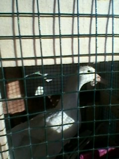 Name:  Fotoraf0212.jpg
Views: 1120
Size:  25.7 KB