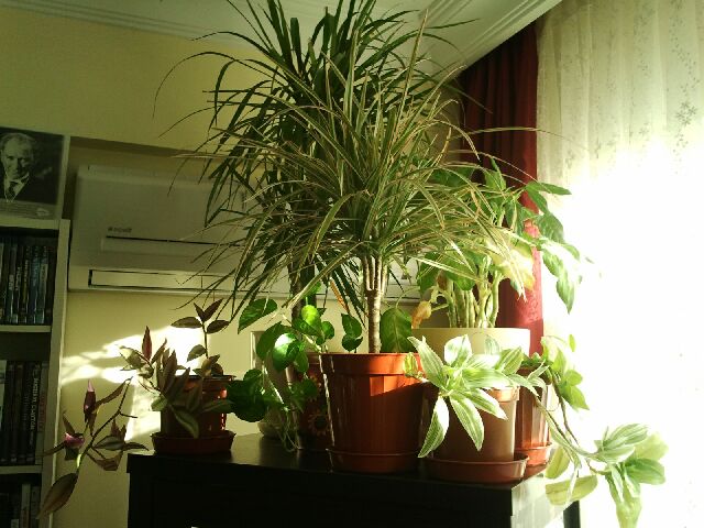 Name:  Fotoraf2092.jpg
Views: 2267
Size:  65.4 KB