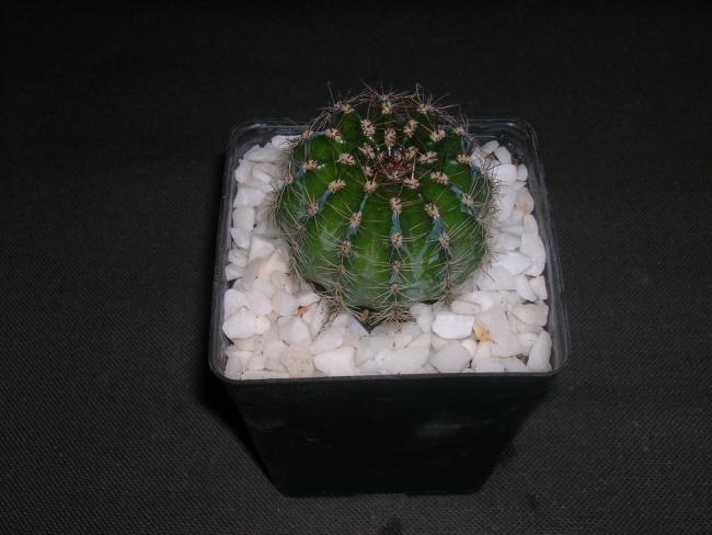 Name:  DSCN2489.jpg
Views: 1376
Size:  35.9 KB