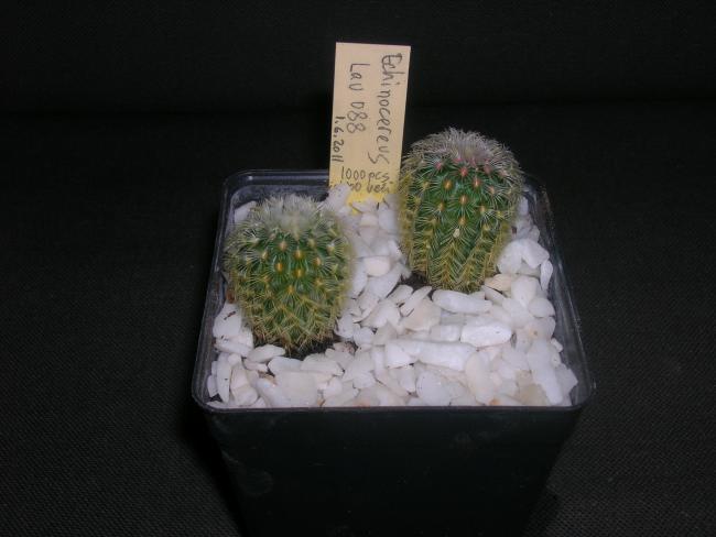Name:  DSCN2490.jpg
Views: 1351
Size:  31.4 KB