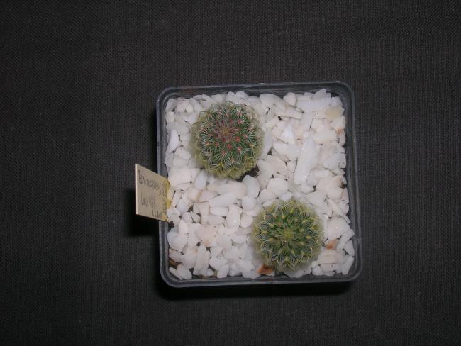 Name:  DSCN2491.jpg
Views: 1358
Size:  45.2 KB
