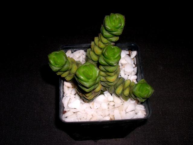 Name:  DSCN2492.jpg
Views: 1356
Size:  35.2 KB