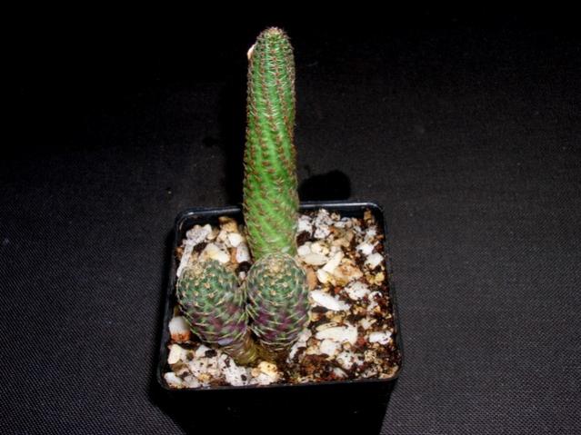 Name:  DSCN2495.jpg
Views: 1359
Size:  44.5 KB