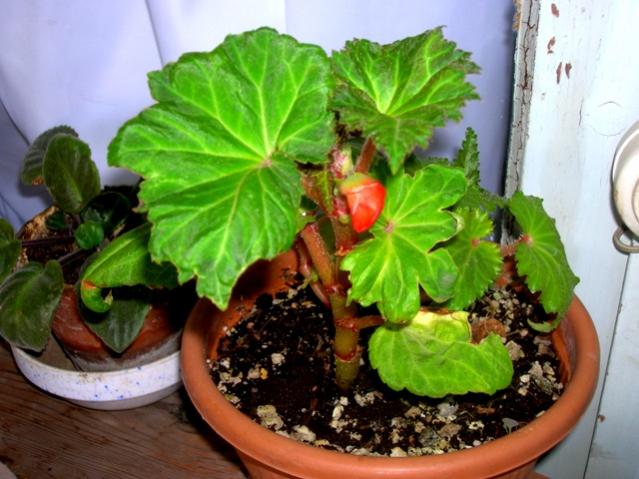 Name:  DSCN2515.jpg
Views: 5009
Size:  51.6 KB