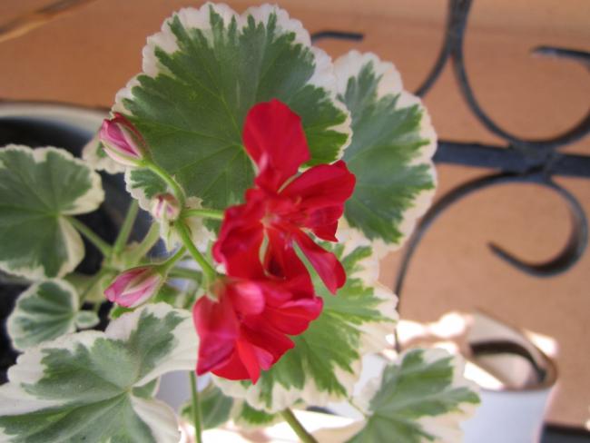Name:  IMG_0054.jpg
Views: 1294
Size:  36.0 KB