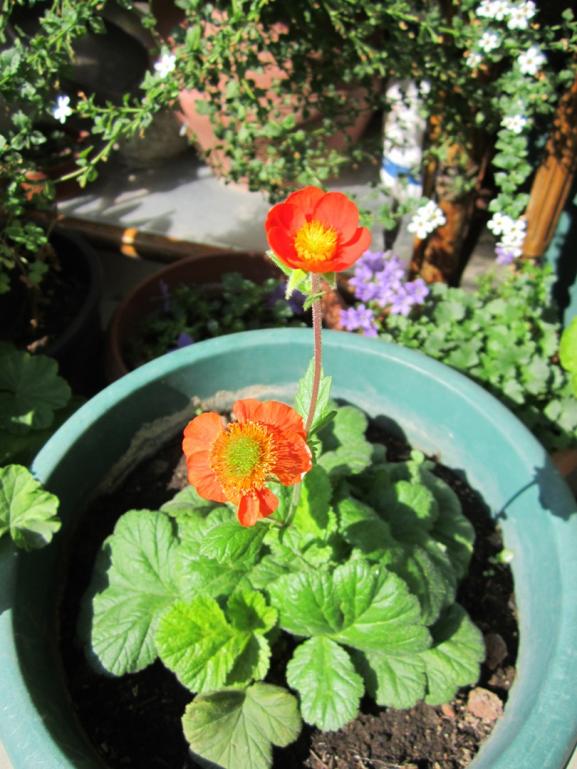 Name:  IMG_0120.jpg
Views: 1236
Size:  75.3 KB