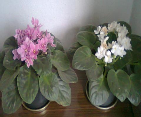 Name:  Fotoraf0507.jpg
Views: 6505
Size:  23.1 KB