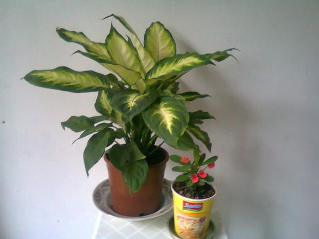 Name:  Fotoraf0512.jpg
Views: 6575
Size:  28.6 KB