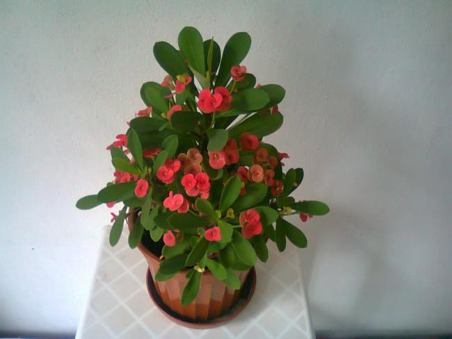 Name:  Fotoraf0515.jpg
Views: 6591
Size:  29.2 KB