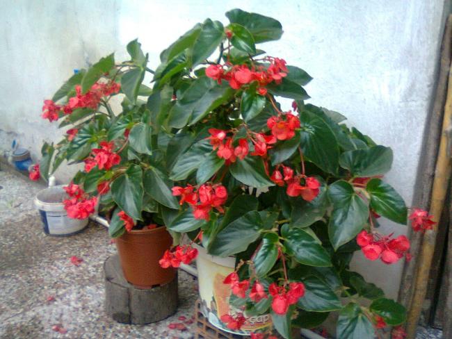 Name:  Fotoraf0522.jpg
Views: 16973
Size:  56.8 KB