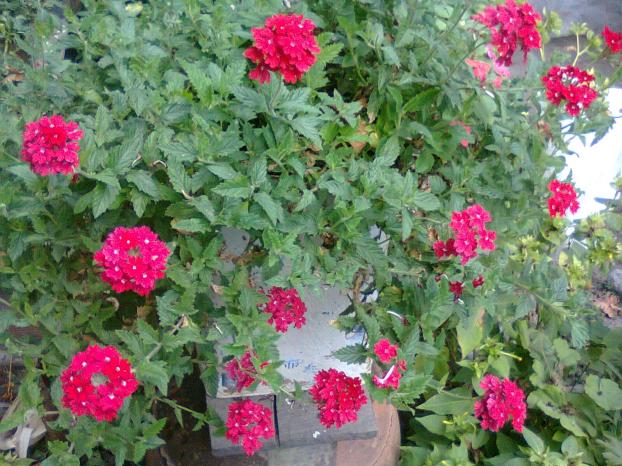 Name:  Fotoraf0525.jpg
Views: 6805
Size:  71.0 KB