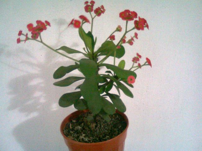 Name:  Fotoraf0528.jpg
Views: 6624
Size:  42.0 KB