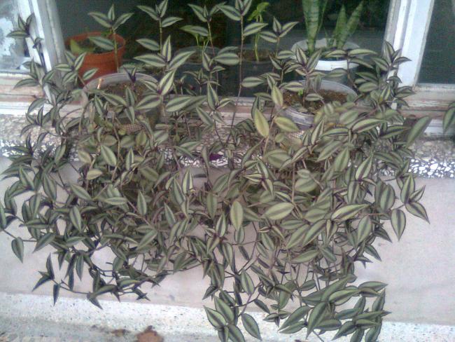 Name:  Fotoraf0530.jpg
Views: 8149
Size:  67.1 KB