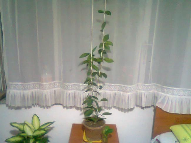 Name:  Fotoraf0538.jpg
Views: 2219
Size:  29.3 KB