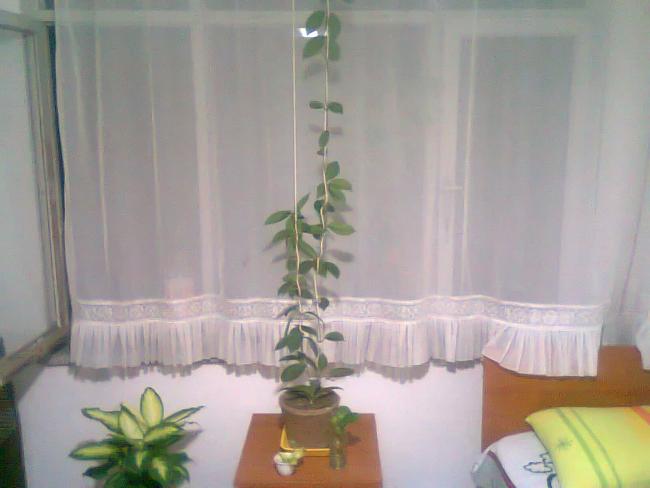 Name:  Fotoraf0539.jpg
Views: 2206
Size:  28.8 KB