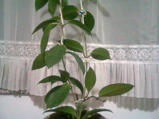 Name:  Fotoraf0593.jpg
Views: 2008
Size:  43.8 KB