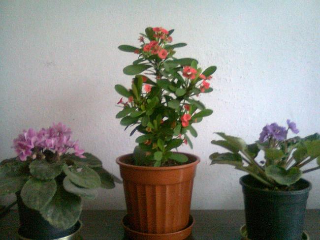 Name:  Fotoraf0596.jpg
Views: 2014
Size:  43.8 KB