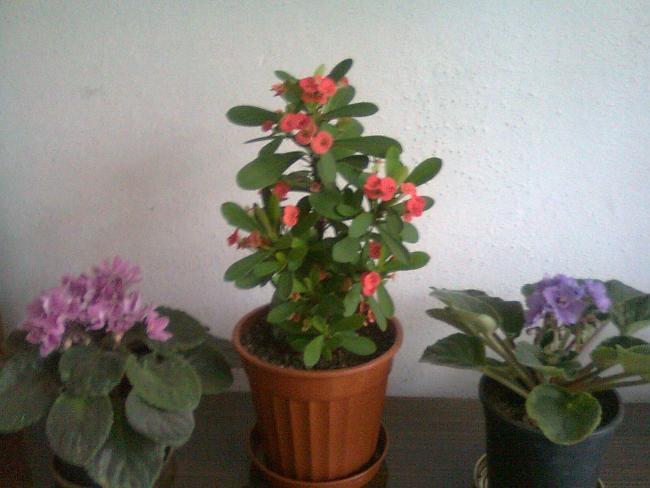 Name:  Fotoraf0597.jpg
Views: 1971
Size:  39.0 KB