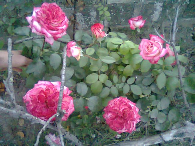 Name:  Fotoraf0610.jpg
Views: 2137
Size:  59.2 KB