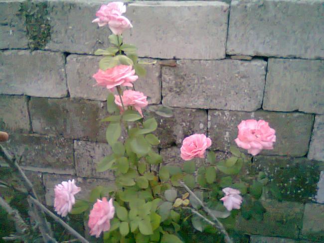 Name:  Fotoraf0612.jpg
Views: 2008
Size:  50.0 KB