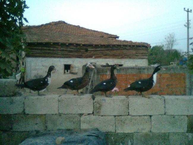 Name:  Fotoraf0616.jpg
Views: 1902
Size:  44.7 KB