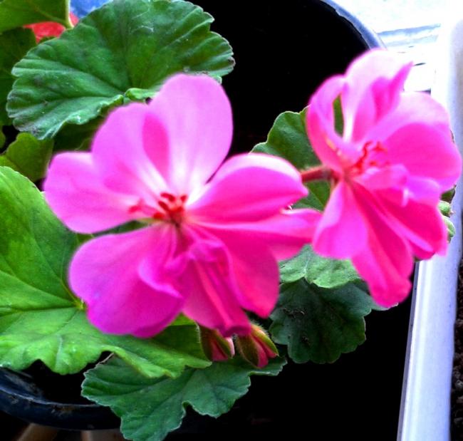 Name:  2012-10-05 10.09.42.jpg
Views: 1227
Size:  50.6 KB