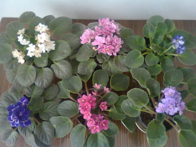Name:  Fotoraf0622.jpg
Views: 1984
Size:  46.7 KB