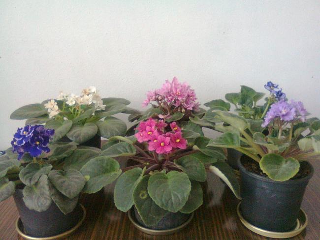 Name:  Fotoraf0623.jpg
Views: 1565
Size:  43.2 KB