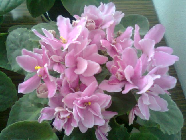 Name:  Fotoraf0624.jpg
Views: 1547
Size:  42.7 KB