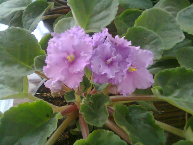 Name:  Fotoraf0625.jpg
Views: 1504
Size:  39.3 KB